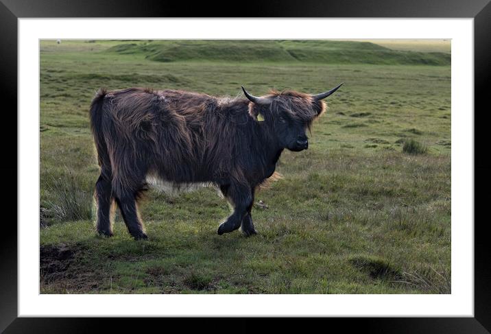 The Highland Highland cow,highland cattle Framed Mounted Print by kathy white