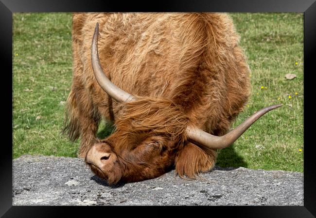 Good scratch, Highland cow Framed Print by kathy white