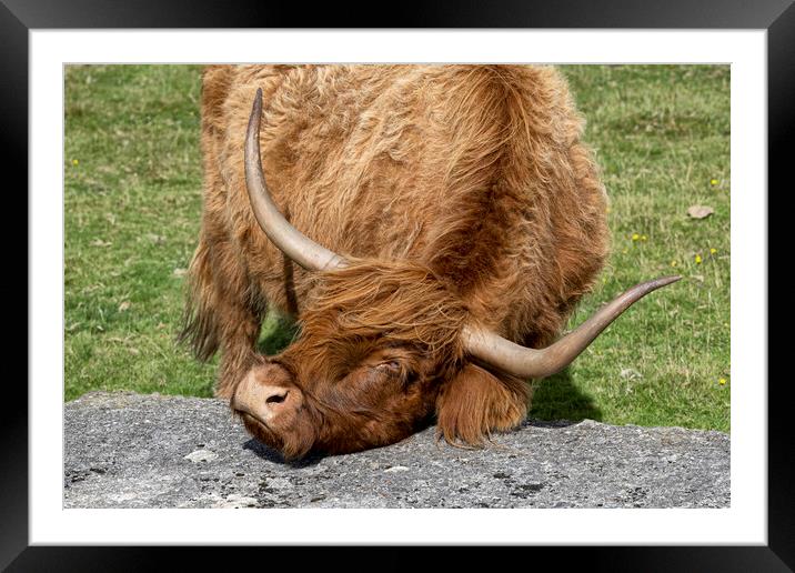 Good scratch, Highland cow Framed Mounted Print by kathy white