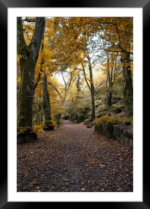 Kennall Vale, Autumn light Framed Mounted Print by kathy white