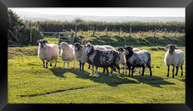 Dartmoor sheep, Herdwick grazing,in the National P Framed Print by kathy white