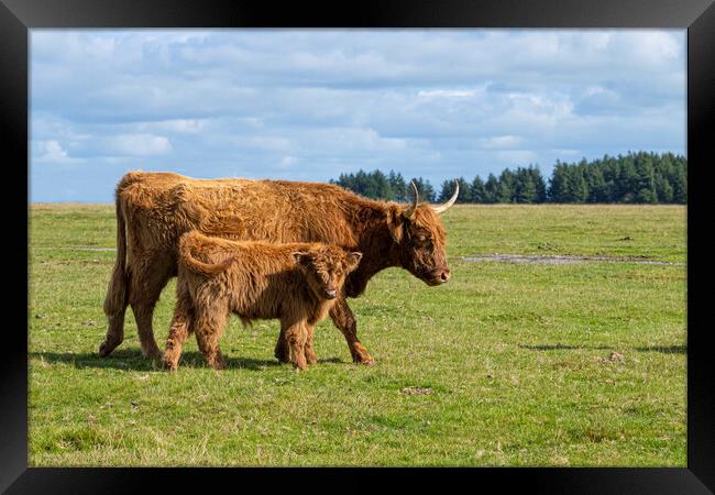 highland cattle,mother and baby Framed Print by kathy white