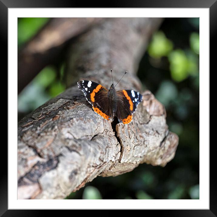 Red Admiral  Butterfly Framed Mounted Print by kathy white