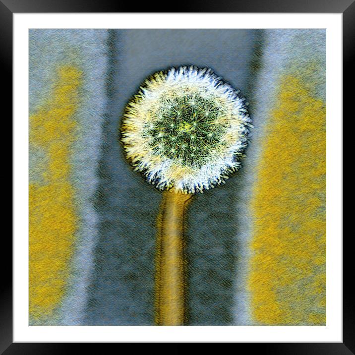 Engery from a dandelion seed,  Framed Mounted Print by kathy white