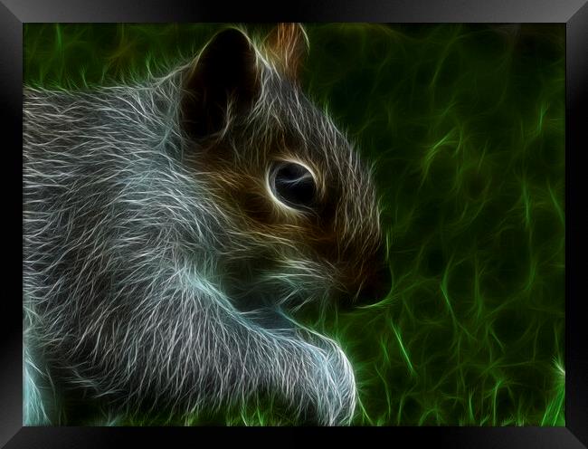 The grey squirrel Framed Print by kathy white