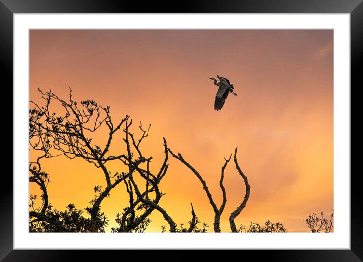 flying heron at sunset Framed Mounted Print by kathy white