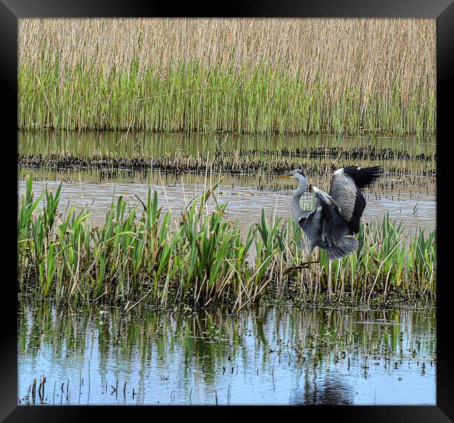 Grey Heron in a reed bed Framed Print by kathy white