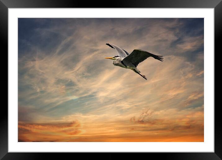 Heron flying in a sunset  Framed Mounted Print by kathy white