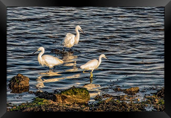 Three Egrets  Framed Print by kathy white