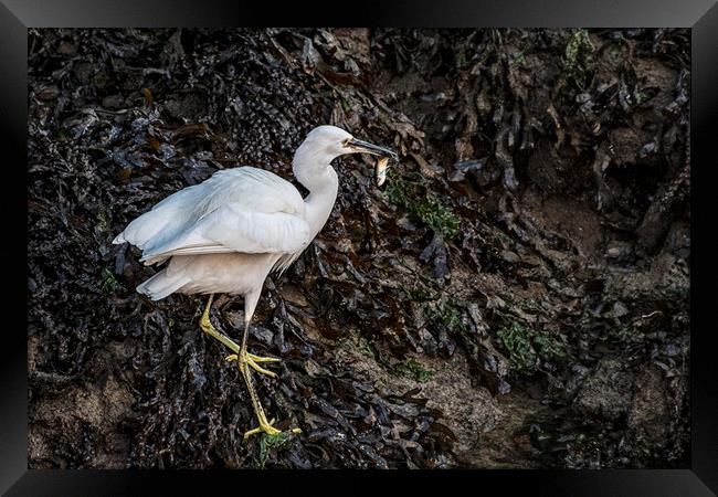 Egret with a Fish for breakfast Framed Print by kathy white