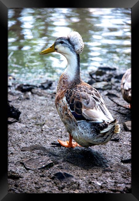 Crested duck Framed Print by kathy white
