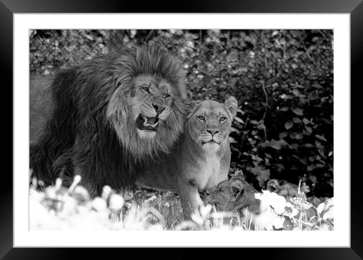 family of Lions Framed Mounted Print by kathy white