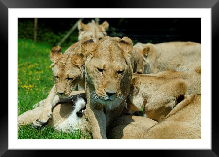 Playful Lion Cubs Bond with Mother Framed Mounted Print by kathy white