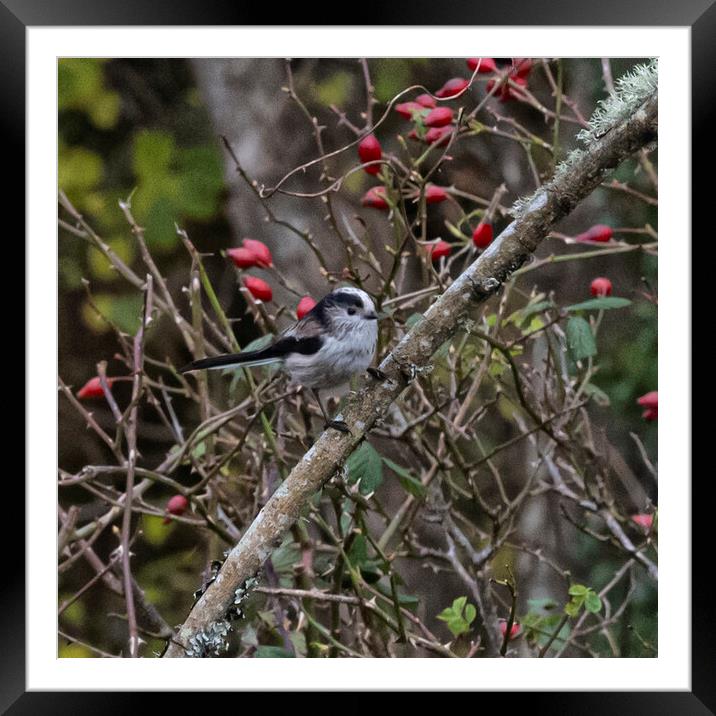 Long Tailed Tit  Framed Mounted Print by kathy white