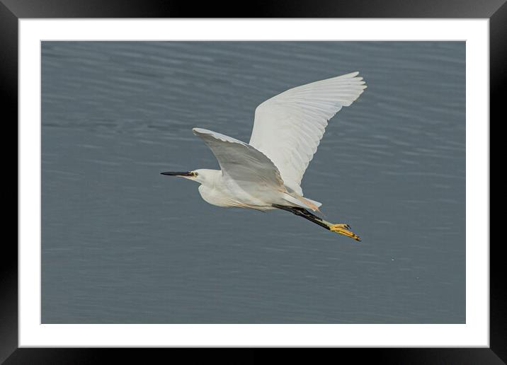 great Egret,flying high Framed Mounted Print by kathy white