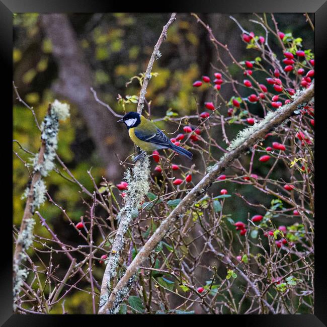 The Great tit  Framed Print by kathy white