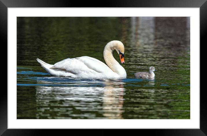Mother and baby swan Framed Mounted Print by kathy white