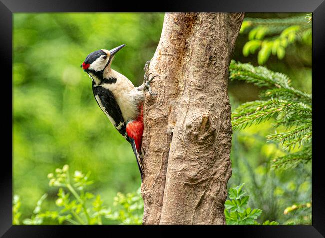 The great spotted woodpecker Framed Print by kathy white
