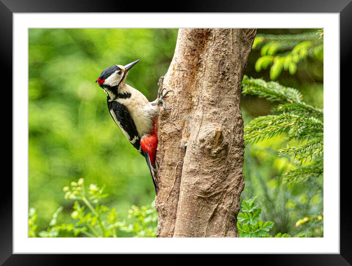 The great spotted woodpecker Framed Mounted Print by kathy white