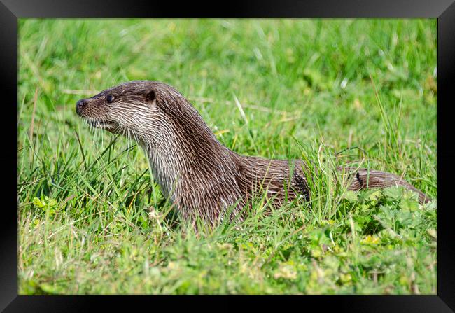 European Otter close up Framed Print by kathy white