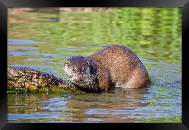 European Otter on a rock in the river Framed Print by kathy white