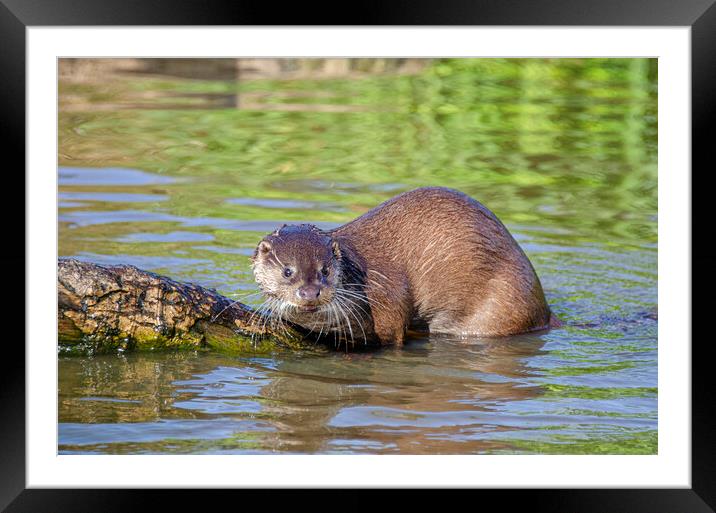 European Otter on a rock in the river Framed Mounted Print by kathy white