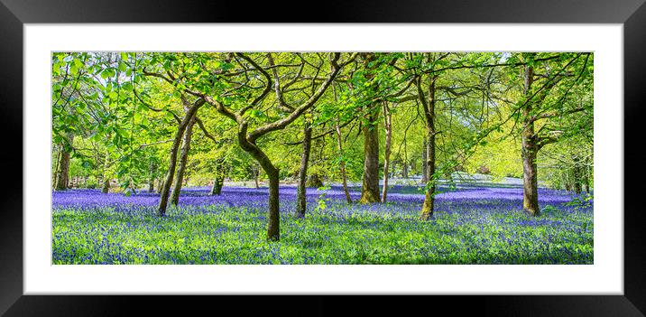 English Bluebell Wood, Cornwall Framed Mounted Print by kathy white