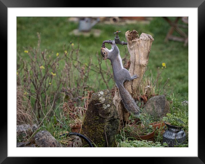 Grey Squirrel,turn the tap on please Framed Mounted Print by kathy white