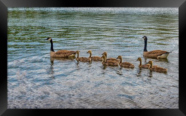 canada geese swinng with their babies Framed Print by kathy white