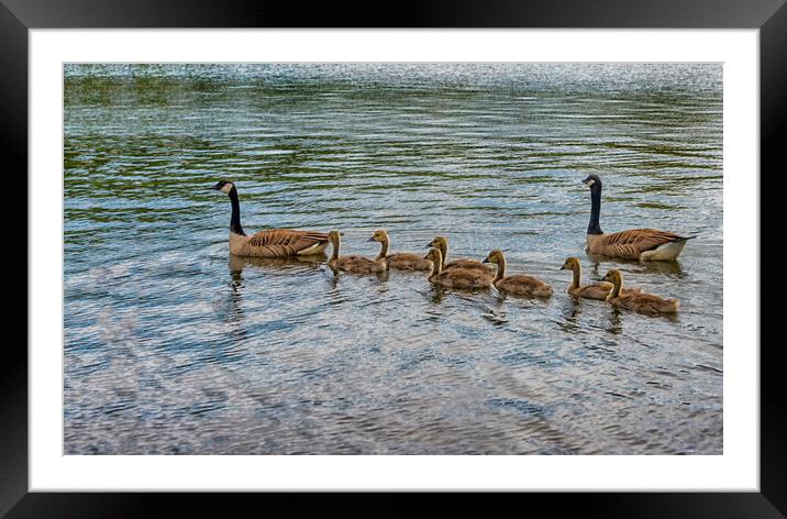 canada geese swinng with their babies Framed Mounted Print by kathy white