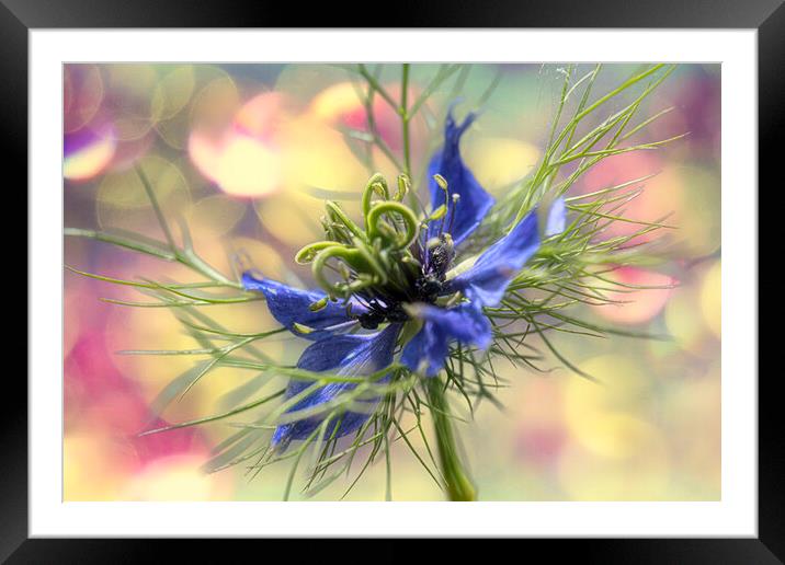 Love in a mist,party time Framed Mounted Print by kathy white