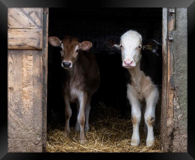 Two bay calves Framed Print by kathy white