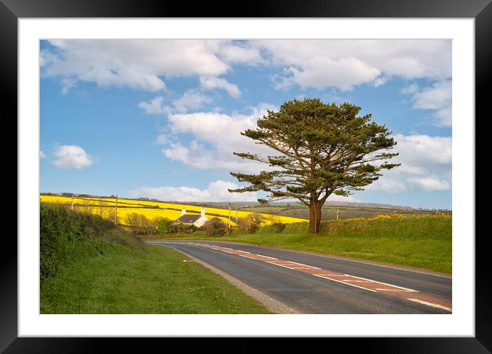 Rapeseed road, Helston Cornwall Framed Mounted Print by kathy white