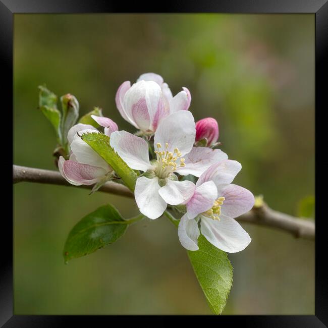 Apple blossoms Framed Print by kathy white