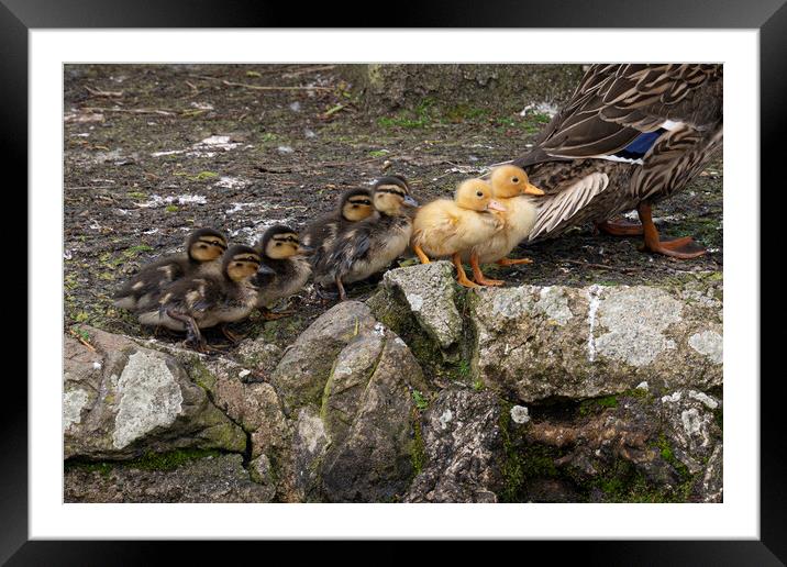 baby ducks, going for a walk Framed Mounted Print by kathy white