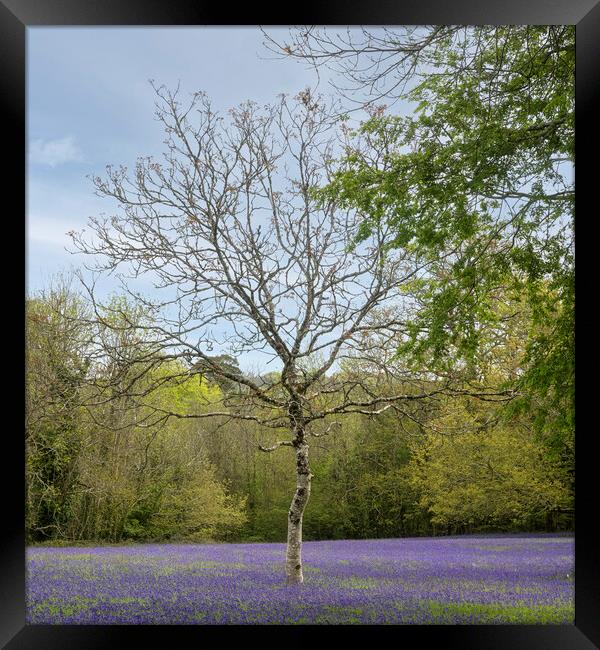 English Bluebell Wood, Framed Print by kathy white