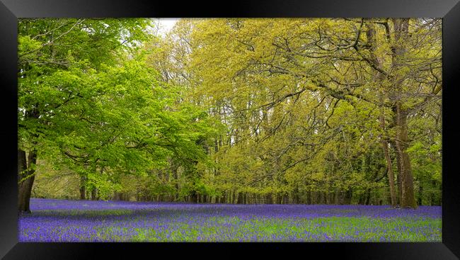 Enchanted Bluebell Forest in Rural England Framed Print by kathy white