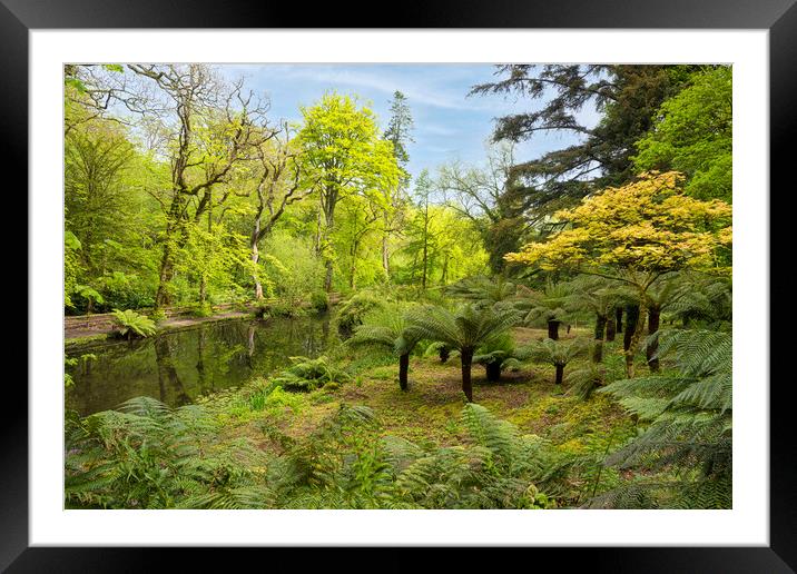 The tree ferns, in a Spring Woodland Framed Mounted Print by kathy white
