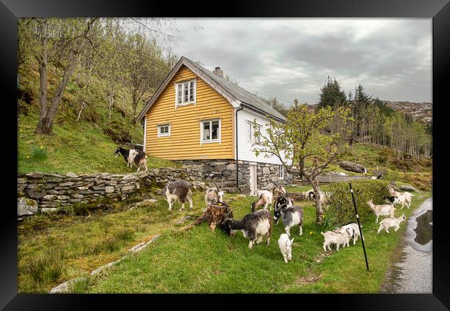 Norway goats Framed Print by kathy white