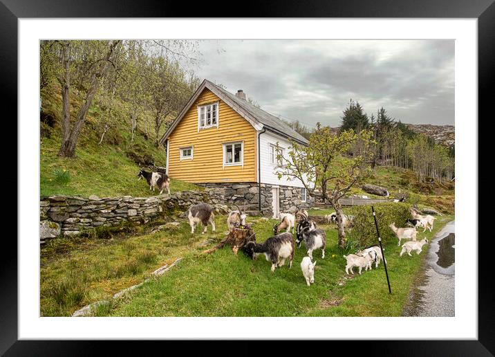 Norway goats Framed Mounted Print by kathy white