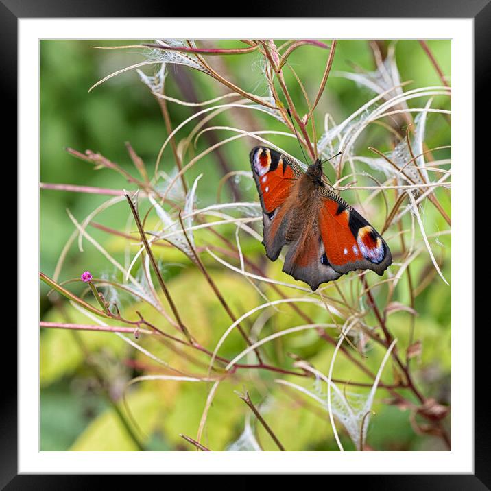 Peacock butterfly  Framed Mounted Print by kathy white