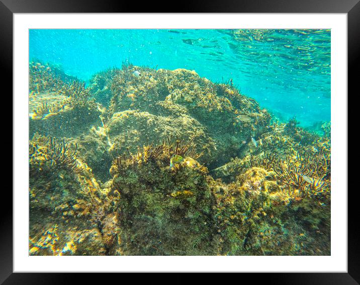 underwater Framed Mounted Print by kathy white