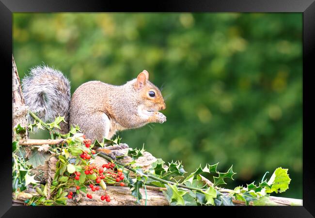 Grey Squirrel eating red berries Framed Print by kathy white