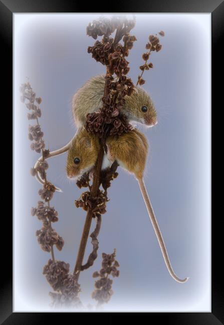 Delicate Harvest Mouse Nibbles on Wheat Framed Print by kathy white