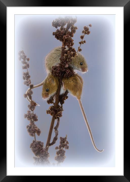 Delicate Harvest Mouse Nibbles on Wheat Framed Mounted Print by kathy white
