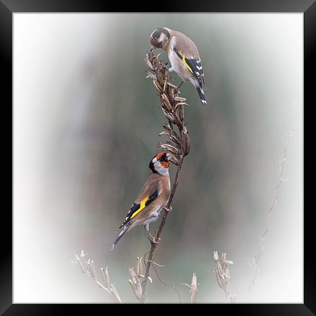 Two goldfinch eating seed Framed Print by kathy white