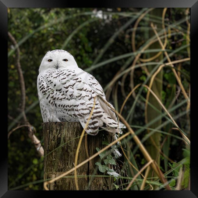 The regal Snowy Owl Framed Print by kathy white
