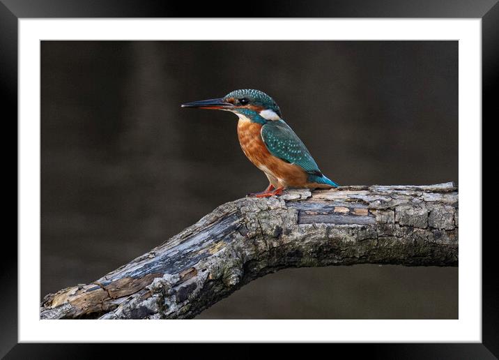 Kingfisher Framed Mounted Print by kathy white