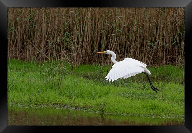 The great egret (Ardea alba) Framed Print by kathy white