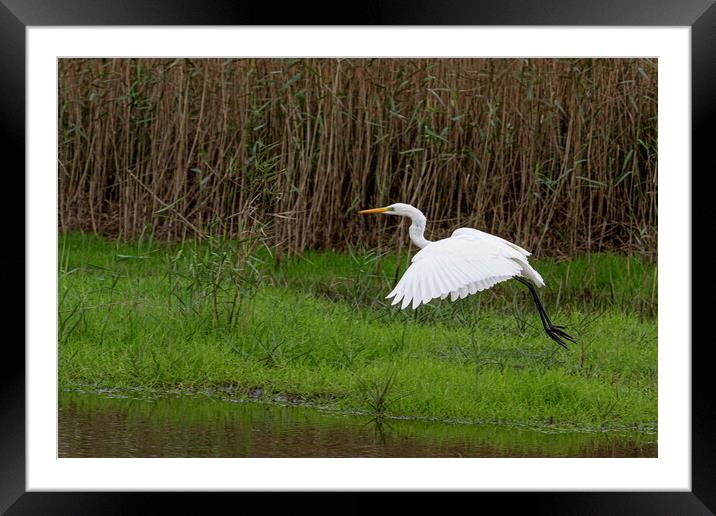 The great egret (Ardea alba) Framed Mounted Print by kathy white